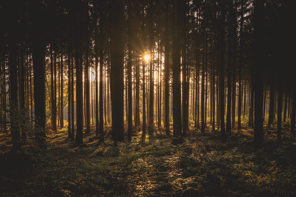 Sunlight filtering through evergreen trees.